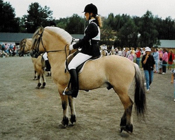 stallion Reiulf N.1920 (Fjord Horse, 1981, from Rei Halsnæs D.542)