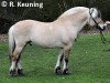 stallion Stendis Bue (Fjord Horse, 1996, from Hertug N.2523)