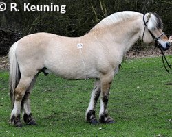 stallion Stendis Bue (Fjord Horse, 1996, from Hertug N.2523)