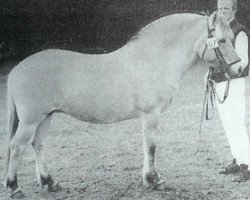 broodmare Brigitte II B-65 (Fjord Horse, 1981, from Mini-Midt)