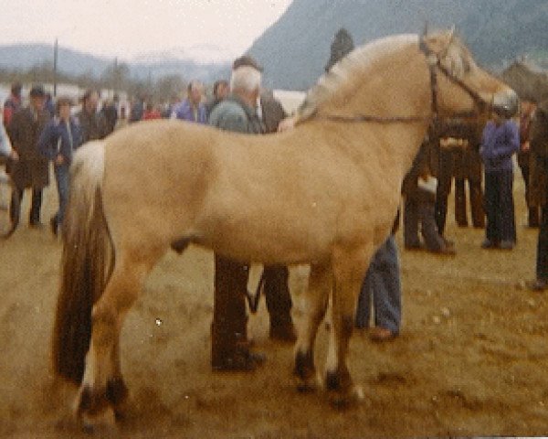stallion Ola Gik N.1703 (Fjord Horse, 1966, from Skreien 46 SWE)