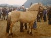 stallion Ola Gik N.1703 (Fjord Horse, 1966, from Skreien 46 SWE)