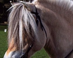 stallion Orsta (Fjord Horse, 1988, from Ljos Ninn N.1976)