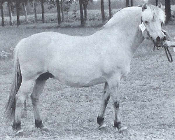 broodmare Dingo D-53 (Fjord Horse, 1983, from Førdin N.1763)