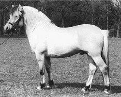 stallion Kalypso H-K99 (Fjord Horse, 1990, from Brusvein)