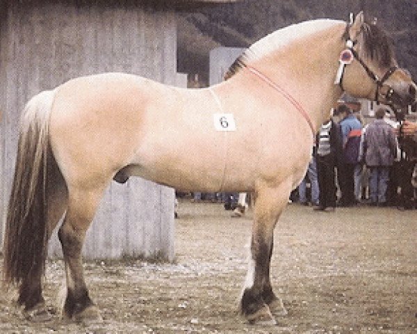 stallion Haugjo N.2025 (Fjord Horse, 1986, from Stordabø N.1932)