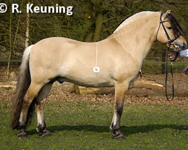 stallion Hermansen N.2629 (Fjord Horse, 2001, from Herman N.2707)