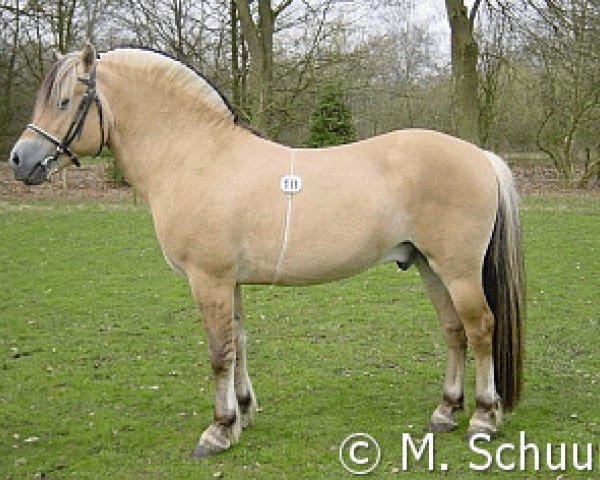 stallion Gnist de la Sauer (Fjord Horse, 1994, from Esgard)