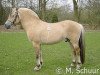 stallion Gnist de la Sauer (Fjord Horse, 1994, from Esgard)