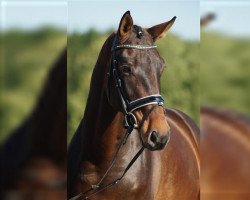 dressage horse Fürst Royal 3 (Westphalian, 2013, from Fürstenball)