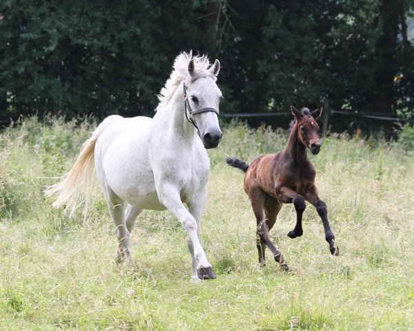 broodmare Chocolata 9 (Westphalian, 2007, from Cornado NRW)