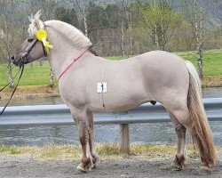 stallion Caron vom Eekbarg (Fjord Horse, 2012, from Carlsson Vom Eekbarg)