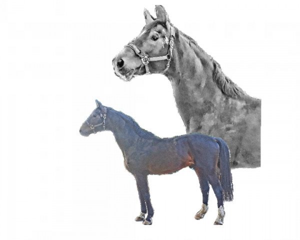 stallion Livigno (Bavarian, 1997, from La Rochelle G)