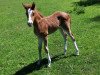 Zuchtstute Dakira Lady (Deutsches Reitpony, 2020, von D-Gold AT NRW)