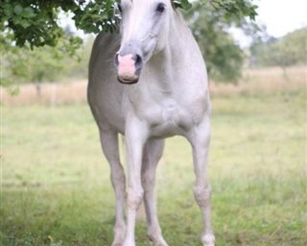 Pferd Sissi (Araber,  )