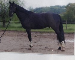 dressage horse Firefighter Grisu (Oldenburg, 2015, from Florenz 71)