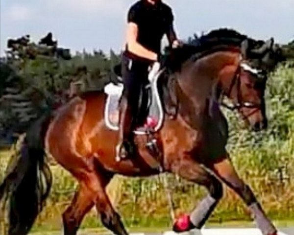 dressage horse Calinera S (Oldenburg, 2016, from Radisson)