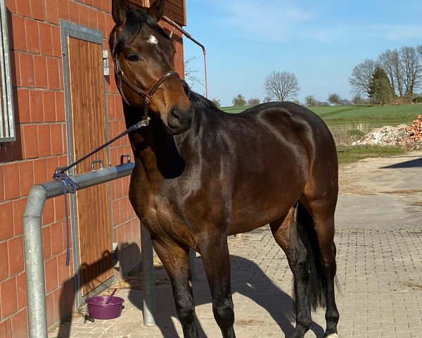 dressage horse Ferro (Oldenburg, 2016, from Florenz 71)