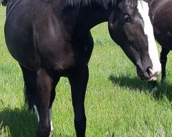 dressage horse Grand Madame (Oldenburg, 2018, from De Niro Gold 3)