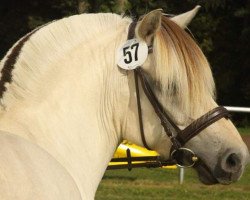 broodmare Madita Hanna (Fjord Horse, 2009, from Helge)