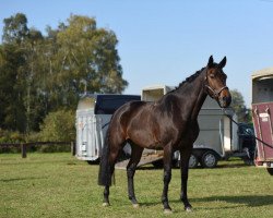 dressage horse Felina Florencia (Oldenburg, 2015, from Florenz 71)