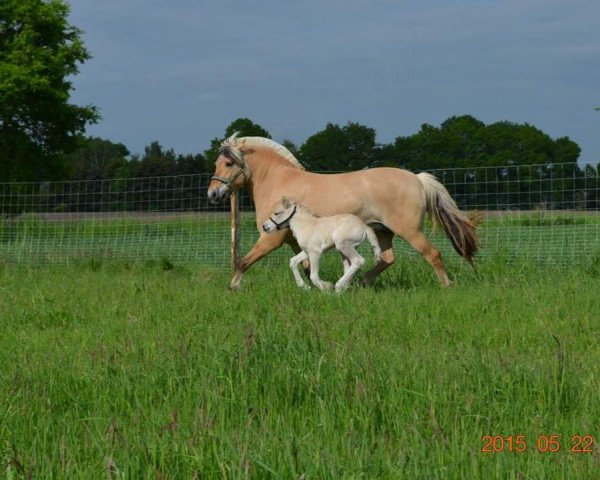 broodmare Haida (Fjord Horse, 2004, from Kastanjegårdens Hannibal)