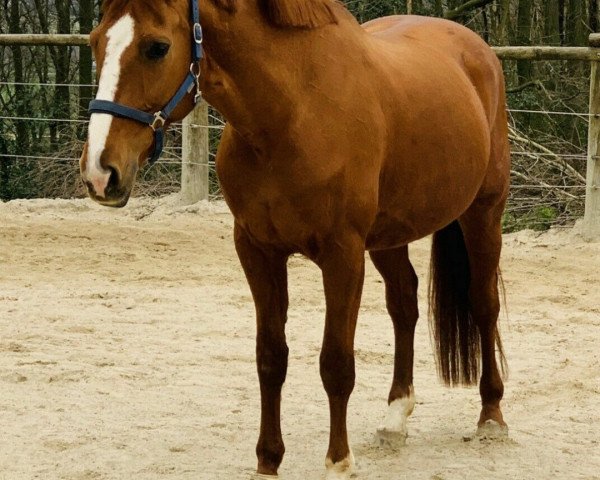 broodmare Diamond Queen 10 (Hanoverian, 2008, from Diamond Hit)