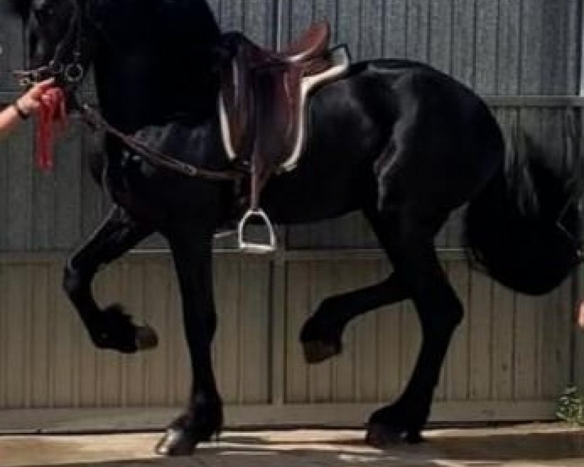 Dressurpferd Amareno de Finca Barroco (unbekannt, 2016)