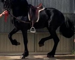 dressage horse Amareno de Finca Barroco (unknown, 2016)