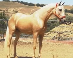 horse Palomino (Pura Raza Espanola (PRE), 2017)