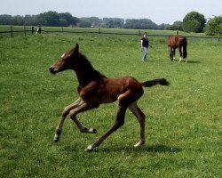 broodmare Qati (Hanoverian, 2018, from Quin 13)