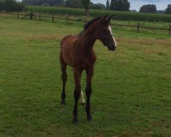 broodmare Van Nessa (Hanoverian, 2016, from van Gogh)