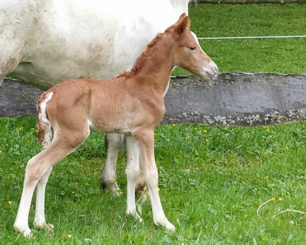 horse Limited Editions Made My Day (Connemara Pony, 2016, from Thiergartenhof´s Dun Iltschi)