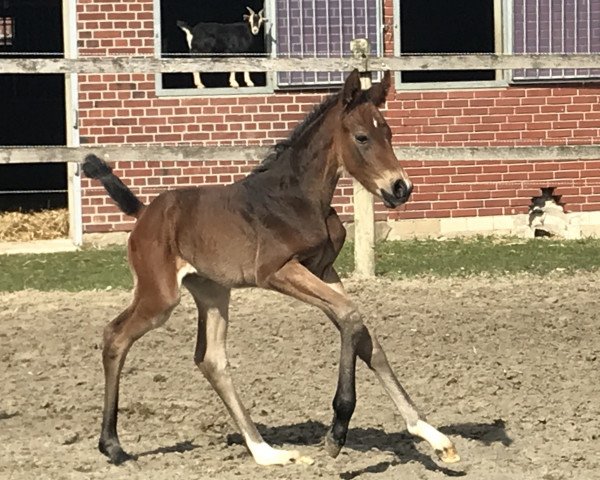 broodmare Comtenance (Hanoverian, 2018, from Comme il Faut)