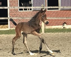 broodmare Comtenance (Hanoverian, 2018, from Comme il Faut)