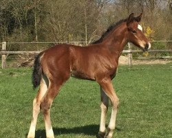 stallion Cachemire Bolchet (Hanoverian, 2015, from Comme il Faut)