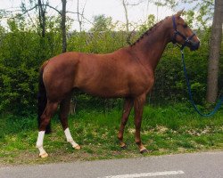 broodmare J.Fradin (KWPN (Royal Dutch Sporthorse), 2014, from Estoril)