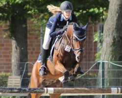 jumper Darco 40 (New Forest Pony, 2006, from Kantje's Ronaldo)