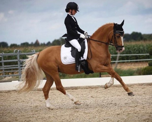 dressage horse Casino Royale K WE (German Riding Pony, 2005, from FS Champion de Luxe)
