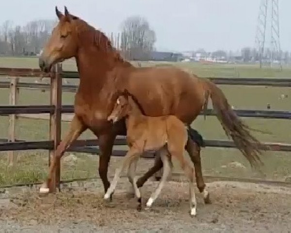 broodmare Indy (KWPN (Royal Dutch Sporthorse), 2013, from Estoril)