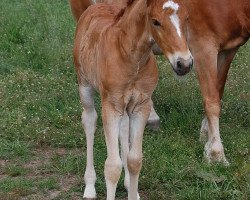 dressage horse Eine wie Keine (28,52% ox) (Edelbluthaflinger, 2020, from Exponent (54,69% ox))