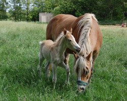 horse Silky (Edelbluthaflinger, 2020, from Silbermond (2,15% ox))