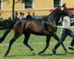 broodmare Die Kleine Hexe (Trakehner, 1989, from Königspark xx)