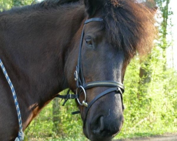 Pferd Sleipnir vom Fohrenbühl (Islandpferd, 2014, von Náttfari vom Elfenland)