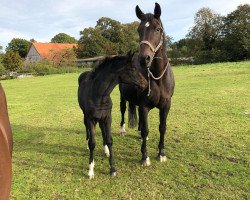 broodmare Davina (Hanoverian, 2001, from Davignon I)