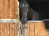 dressage horse French Girl H (Hanoverian, 2006, from Frenchman II)