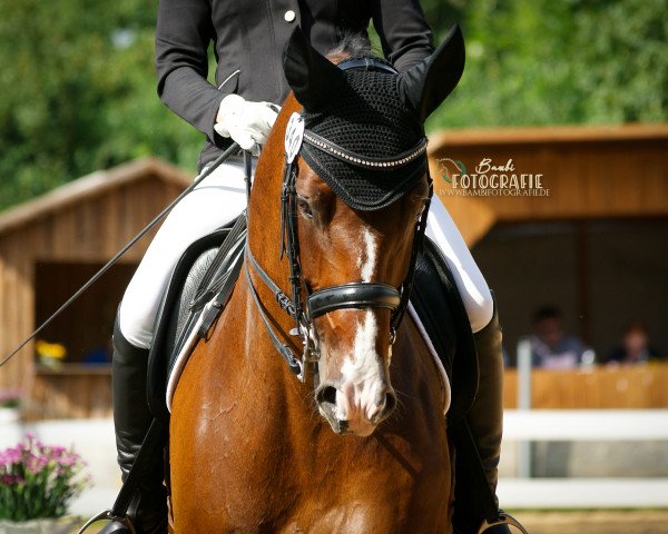 dressage horse Ludo 37 (Württemberger, 2011, from Lord Leopold 7)