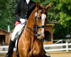 dressage horse Gilding (Hanoverian, 2001, from Ginsberg)