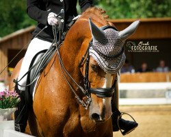 dressage horse Imannero (Hanoverian, 2007, from Iberio)