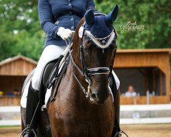 dressage horse Stand Up 6 (Hanoverian, 2008, from Stedinger)